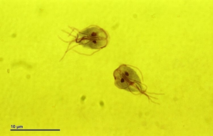 Какие микробы живут в бассейнах? Бактерии Giardia intestinalis под микроскопом. Фото.