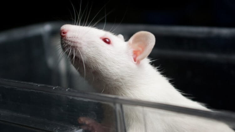 Опасности бассейна, в который вы ходите. Большинство научных открытий до сих пор делаются благодаря лабораторным крысам. Фото.