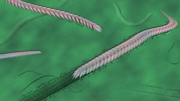 Так выглядело найденное ископаемое. Фото.