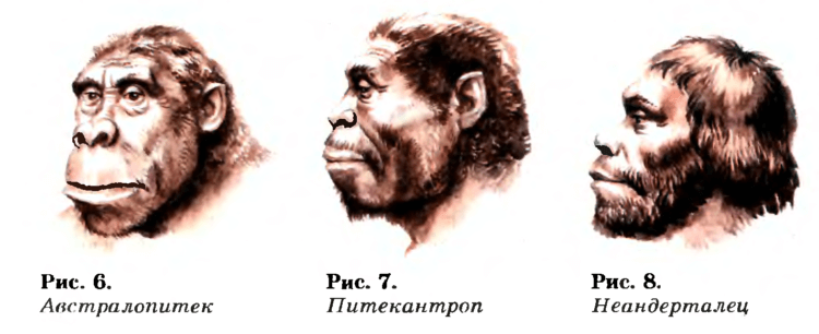 Дарвинизм в действии. Предки человека. Изображение из учебника по биологии для 10-11 классов. Фото.