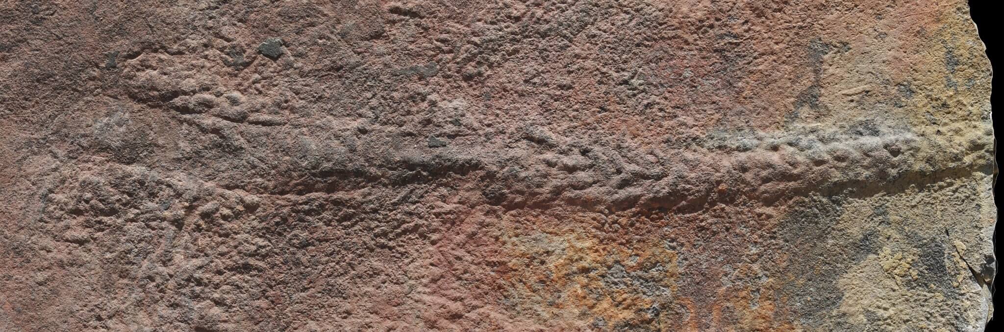 След, оставленный животным выглядит так. Фото.