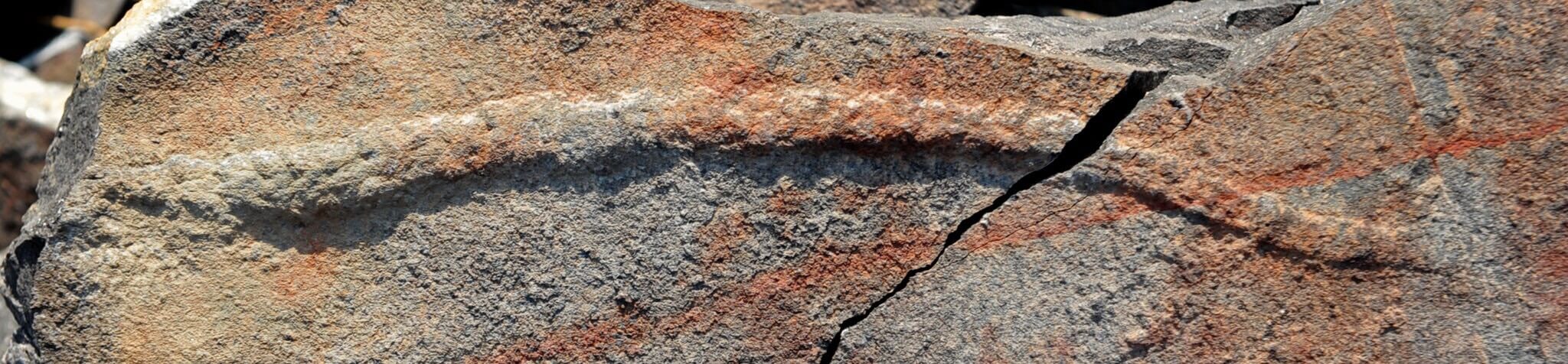 Yilingia spiciformis была 10 см в длину. Фото.