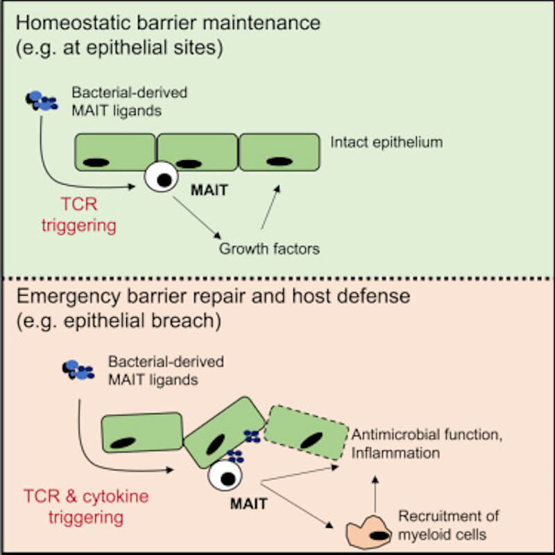 Как кровь способствует заживлению. Путь активации регенеративных процессов MAIT-клетками. Фото.