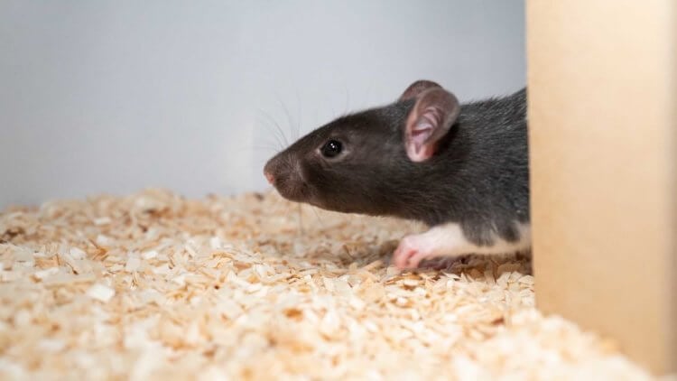 Как мозг крыс реагирует на игру в прятки? Оказалось, что крысы изощренные игроки в прятки. Фото.