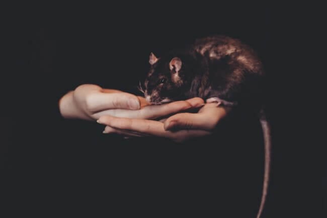 Животные умеют веселиться. Рассказ о том, как ученые играли в прятки с крысами. Фото.