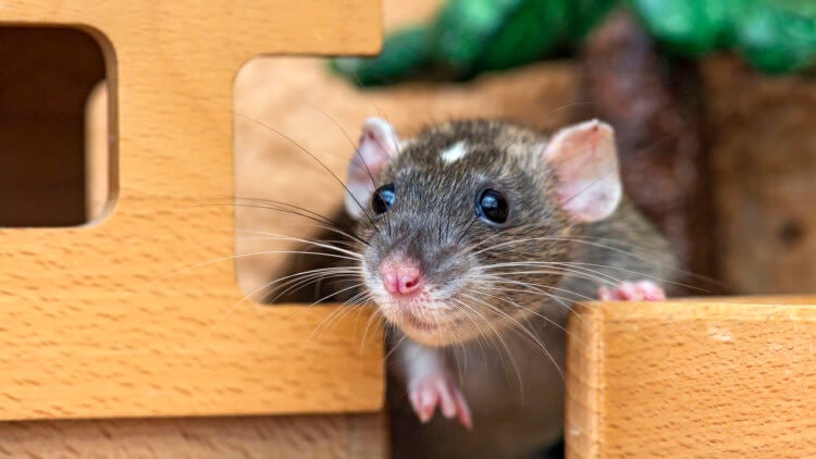Как ученые играли в прятки с крысами. Если у вас дома живут грызуны, не пренебрегайте близким общением с ними, они это любят. Фото.