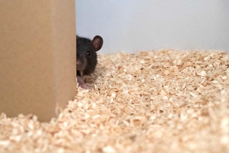 Как ученые играли в прятки с крысами. В ходе игры крысы быстро выучили правила и научились искать и прятаться. Фото.