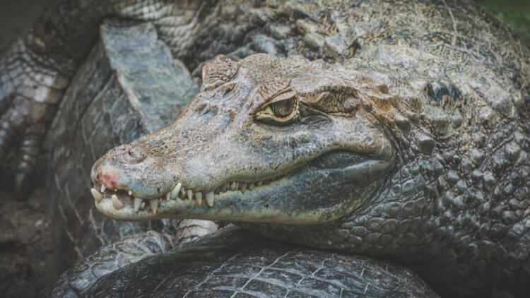 Найдены останки самого главного врага динозавров. Крокодилы обладают самым мощным укусом из всех животных существующих на планете. Фото.