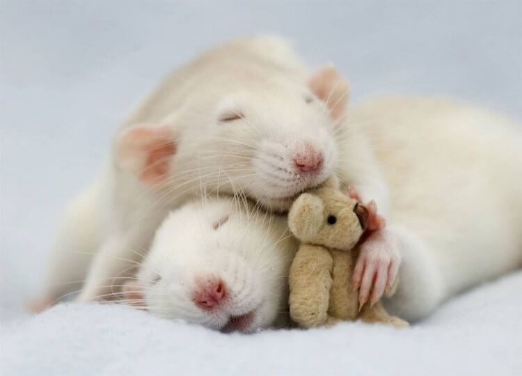 Почему некоторые люди спят по 4 часа в сутки и чувствуют себя бодрыми? Носителями мутировавшего гена ADRB1 являются даже мыши. Фото.