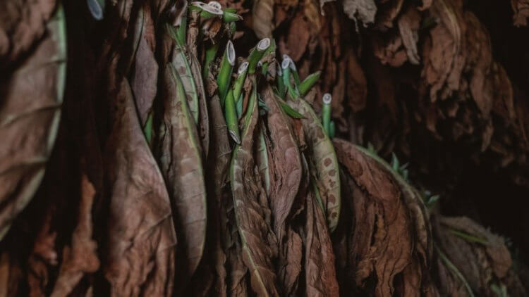Материал, созданный из табачных листьев, оказался таким же прочным, как дерево или пластик. Обычные табачные листья могут спасти планету от загрязнения пластиком. Фото.