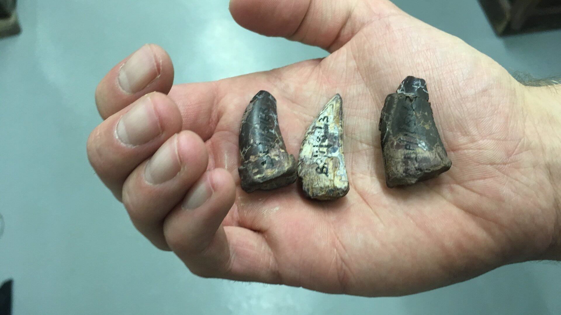 Размер зобов рептилий Rauisuchia в сравнении с человеческой рукой. Фото.