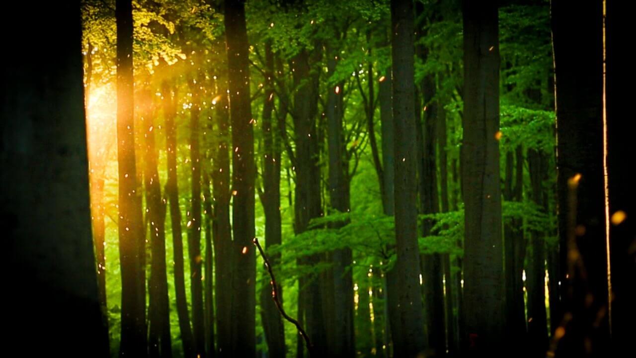 Всему виной изменение климата? Деревья необходимы всем живым организмам на нашей планете. Фото.