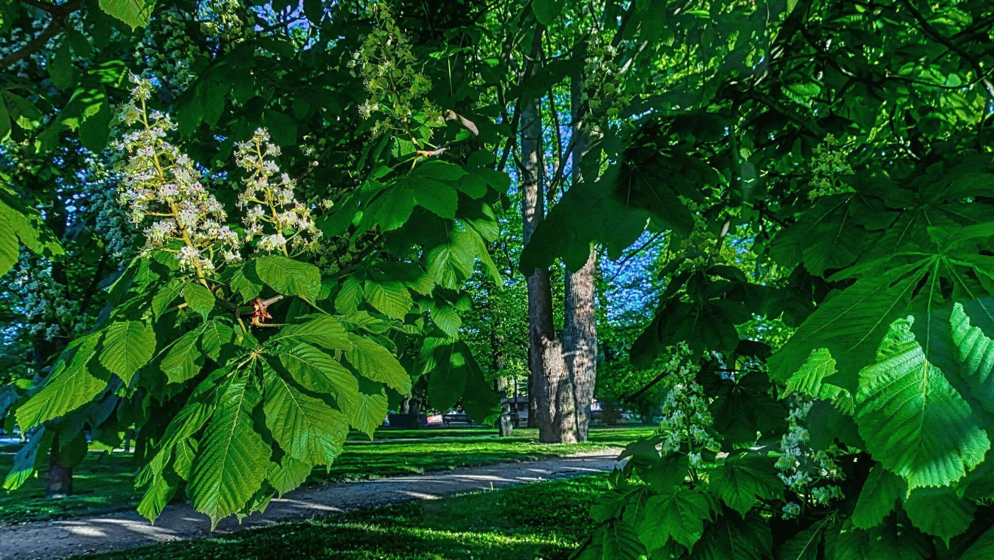 Сколько видов деревьев находятся под угрозой исчезновения? На фото конский каштан, который находится под угрозой исчезновения. Фото.
