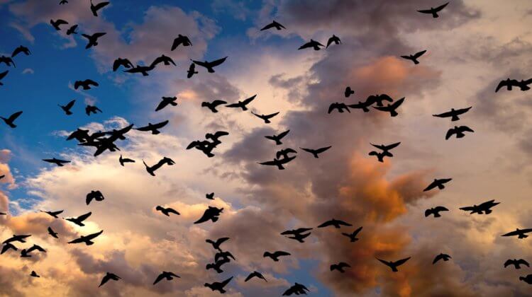 Почему в Северной Америке и Канаде исчезают птицы? На нашей планете стало намного меньше птиц. Это представляет угрозу для благополучия окружающей среды. Фото.