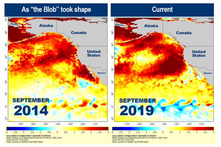 Температура воды в Тихом океане растет — и это очень плохо. Сравнение новой тепловой волны и the Blob. Фото.