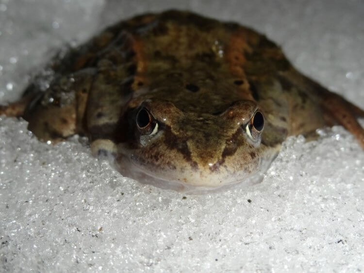 Могут ли живые организмы выжить во льду? Некоторые лягушки могут зимовать прямо во льду. Фото.