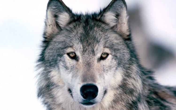 О чем говорит вой волка на Луну? С помощью воя волки способны оповещать сородичей об опасности или приближении человека. Фото.