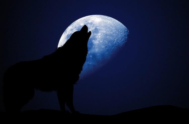 Почему волки воют на Луну? Волкам издревле приписывались фантастические способности, которые якобы открываются у них во время полной Луны. Фото.