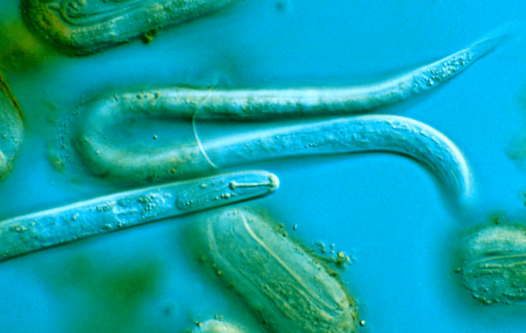 В Калифорнии найден новый вид трехполовых червей. Некоторые виды нематод способны производить сразу 3 разных пола — самцов, самок и гермафродитов. Фото.