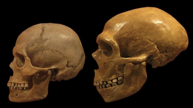 Зачем нужны зубы? Так выглядит череп неандертальца: выступающая вперед челюсть и массивные зубы. Фото.