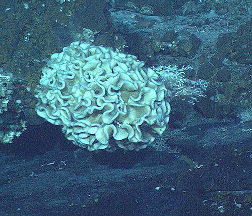 Что находится на дне Марианской впадины? Ксенофиофора, обитающая на океаническом дне. Фото.