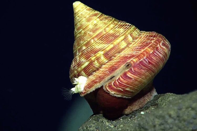 Что находится на дне Марианской впадины? На дне Марианской впадины обитают привычные глазу моллюски, чью раковину не способно уничтожить даже давление в 1000 атмосфер. Фото.