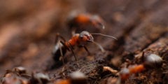 Какую скорость развивают самые быстрые муравьи в мире? Фото.