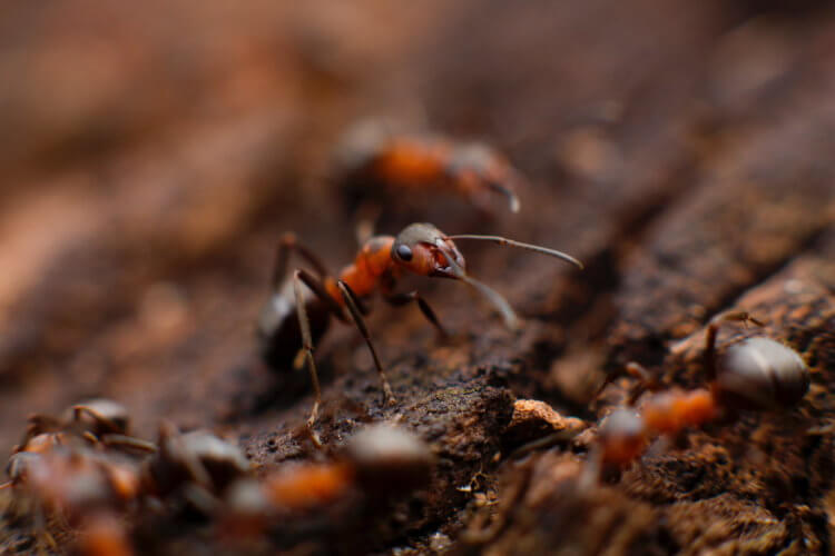 Какую скорость развивают самые быстрые муравьи в мире? Муравьи вида Cataglyphis bombycina. Фото.