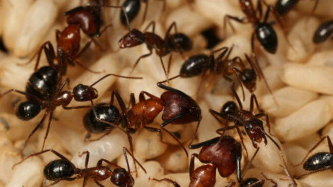 У колонии муравьев есть воспоминания, которых нет у самих муравьев. Фото.