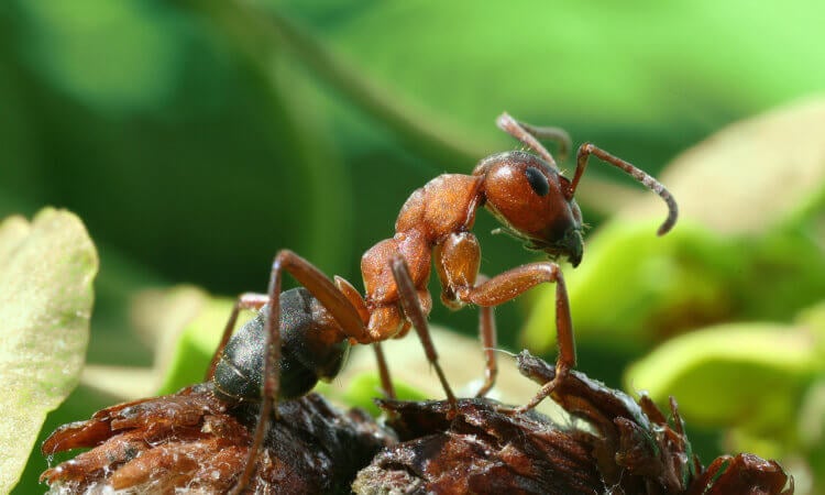 Существует ли коллективная мудрость муравьиной колонии? Перед вами аргентинский муравей. Фото.