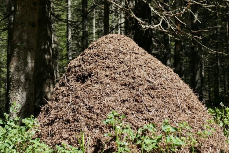 Почему один муравей не обладает памятью всей колонии? Так выглядит обычный муравейник в лесу. Фото.