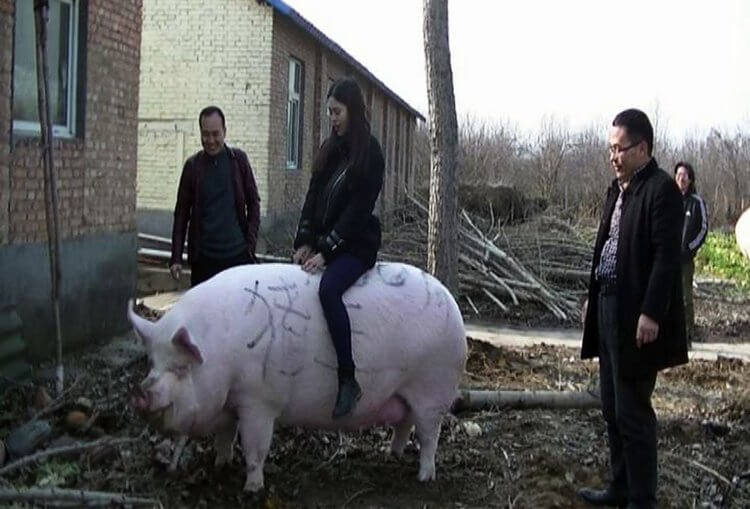 Самая большая свинья в мире. Таких свиней сегодня растят в Китае. Фото.