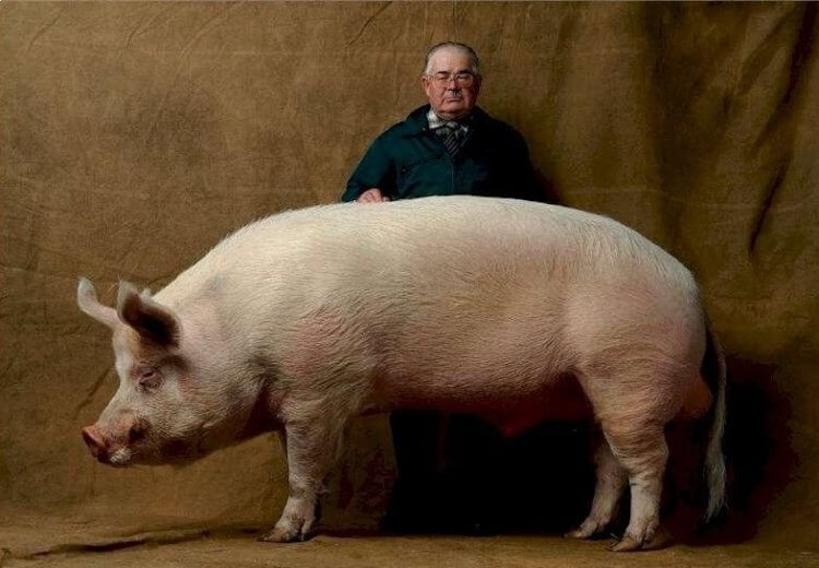 Самая большая свинья в мире. Самая большая свинья в мире по имени Биг Билл. Фото.