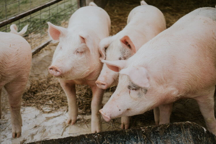 Почему в Китае начали растить свиней размером с белого медведя? Свиньи могут весить больше тонны. Фото.
