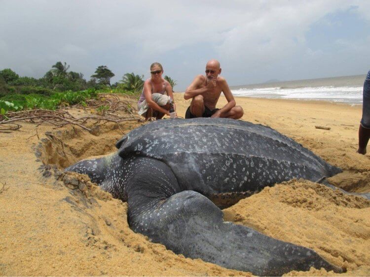#видео | Как выглядит самая большая черепаха в мире? Кожистые черепахи имеют поистине огромные размеры тела. Фото.