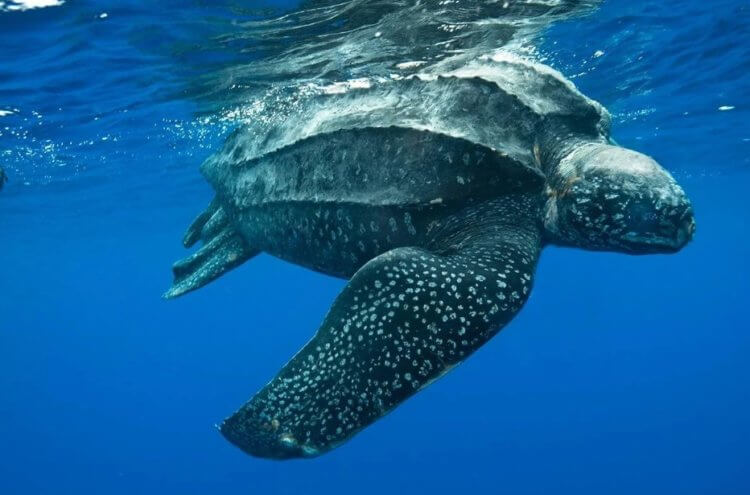 Как черепахи откладывают яйца? Кожистая черепаха под водой. Фото.