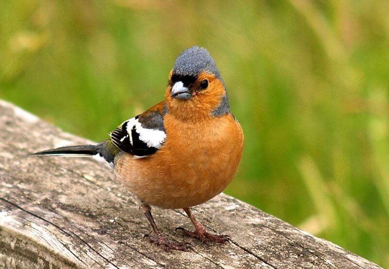 Можно ли внедрить чужие воспоминания в организм живого существа? Ученые смогли имплантировать в мозг зябликов определенную последовательность слогов, основываясь на уникальной способности этих птиц к обучению. Фото.