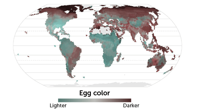 Почему птичьи яйца окрашены в разные цвета? А жарких странах птицы откладывают светлые яйца, а в холодных — темные. Фото.