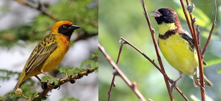 Редких видов животных может стать еще больше. Ткач (слева) и дубровник (справа). Фото.