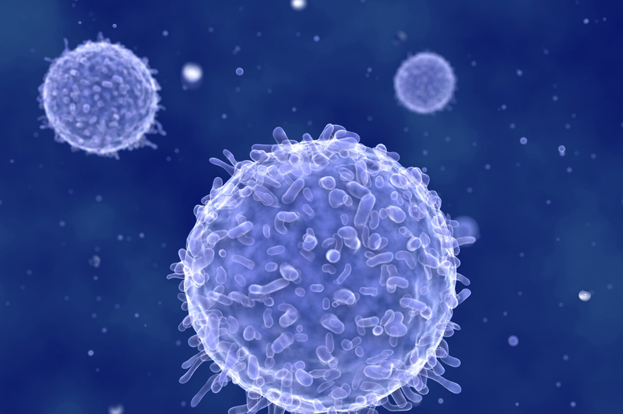 Иммунные клетки эффективны в борьбе против раковых клеток. Фото.