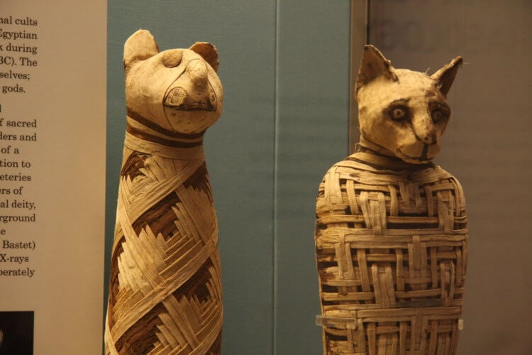 Что находится внутри мумий древнеегипетских кошек? Примерно так и выглядит большинство мумий кошек. Фото.