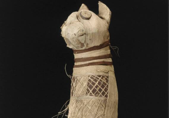 Как мумифицировали кошек? Мумия кошки из музея изобразительных искусств. Фото.