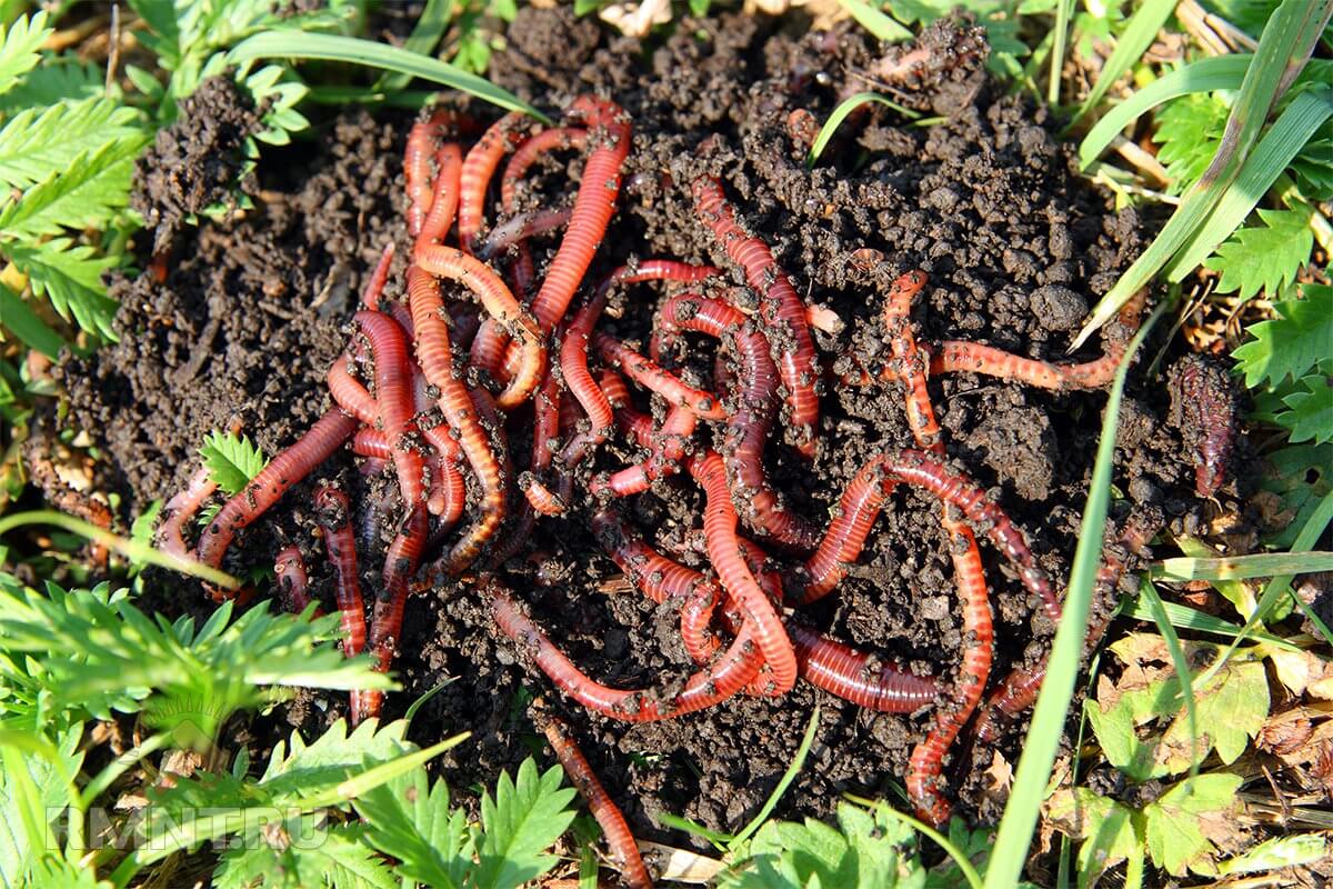 Может ли микропластик в почве привести к разрушению экосистемы? Дождевые черви не должны питаться микропластиком. Фото.