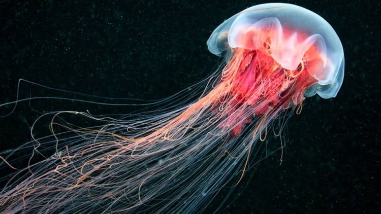 Что такое фаза медузы? Фаза медузы выглядит так. Фото.