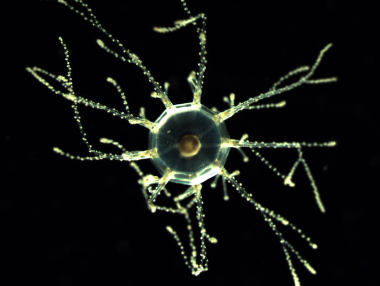 Уникальные способности медуз. Cladonema pacificum собственной персоной. Фото.