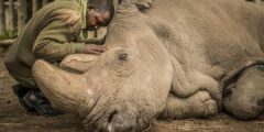 Может ли клон белого носорога спасти целый вид от вымирания? Фото.