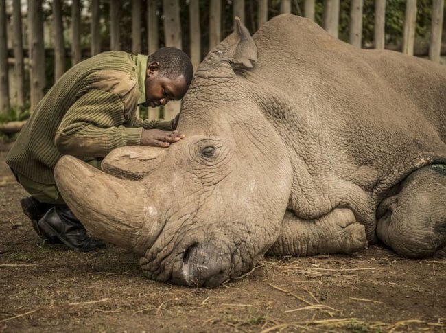 Может ли клон белого носорога спасти целый вид от вымирания? Фото.
