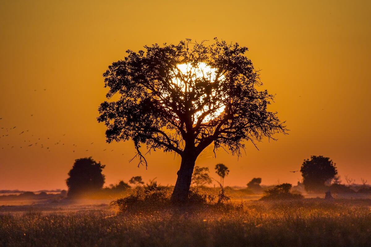 Реконструкция человеческой истории. Споры о том, где появились первые люди вряд ли скоро закончатся. Фото.