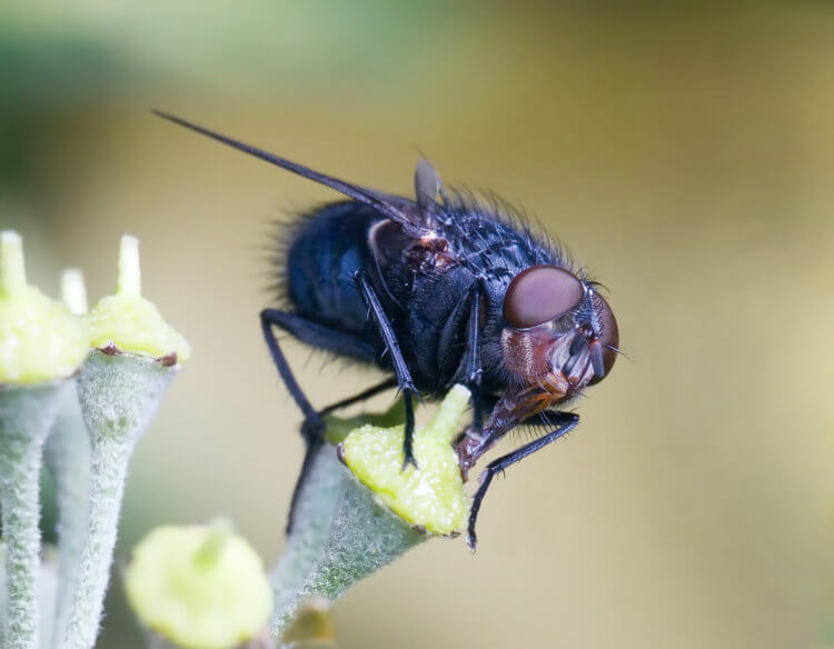 Как летают мухи? Так выглядит черноголовая синяя муха (Calliphora vomitoria). Фото.
