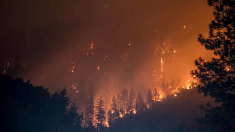 Создано средство для предотвращения лесных пожаров. Как оно работает? В 2019 году лесные пожары бушевали в Сибири и Амазонии. Фото.